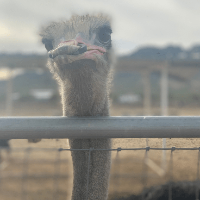 Up-close shot of ostrich
