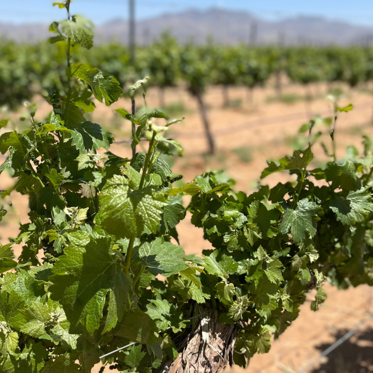 Green grapevines